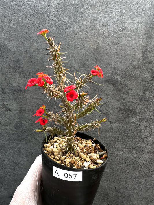 【現品限り】ユーフォルビア・ゴットレベイ 挿し木【A57】 Euphorbia gottlebei