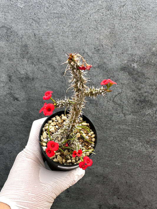 【現品限り】ユーフォルビア・ゴットレベイ 挿し木【A58】 Euphorbia gottlebei