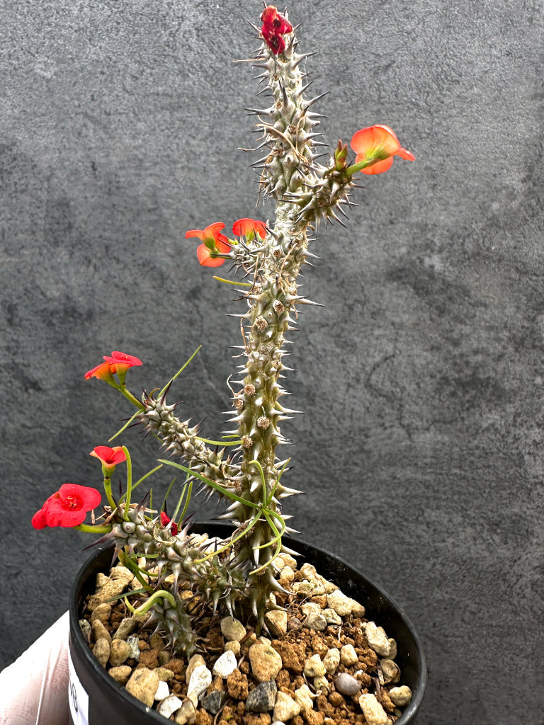 【現品限り】ユーフォルビア・ゴットレベイ 挿し木【A58】 Euphorbia gottlebei