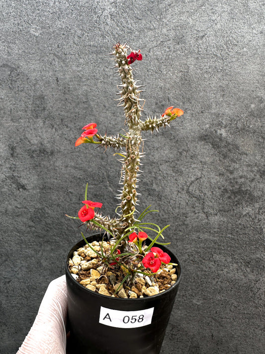 【現品限り】ユーフォルビア・ゴットレベイ 挿し木【A58】 Euphorbia gottlebei
