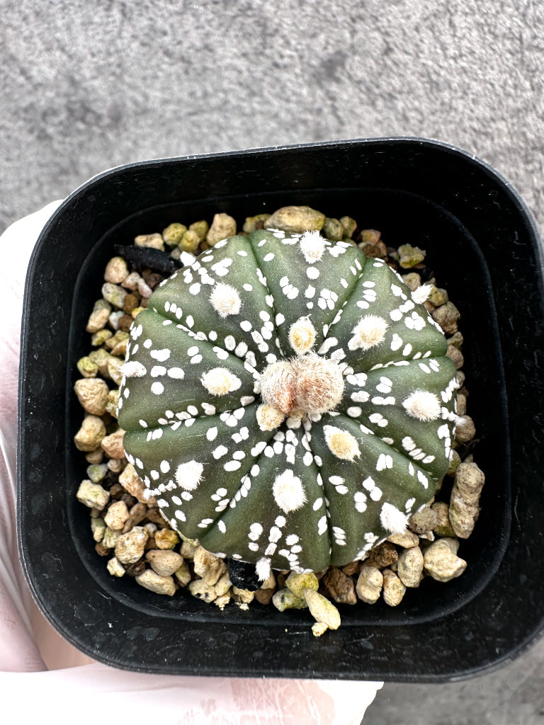 plants260330a5_1_51b40087-826c