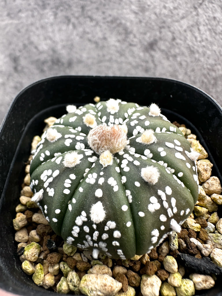 【現品限り】アストロフィツム・スーパー兜 実生【A5】 Astrophytum Super Kabuto