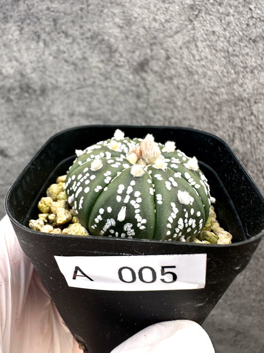 【現品限り】アストロフィツム・スーパー兜 実生【A5】 Astrophytum Super Kabuto