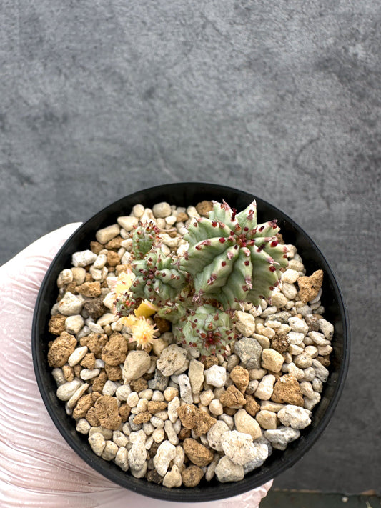 【現品限り】ユーフォルビア・ペルドルシアナ錦【A61】 Euphorbia perdorsiana f variegata