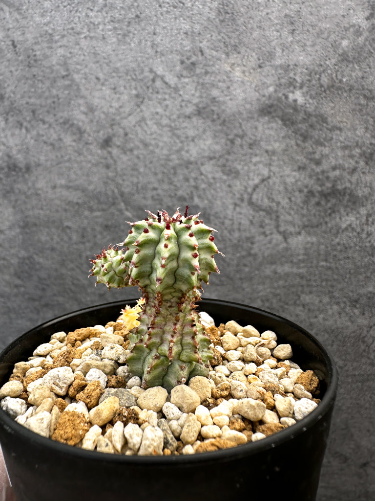 ユーフォルビア・ペルドルシアナ錦【A61】 Euphorbia perdorsiana f