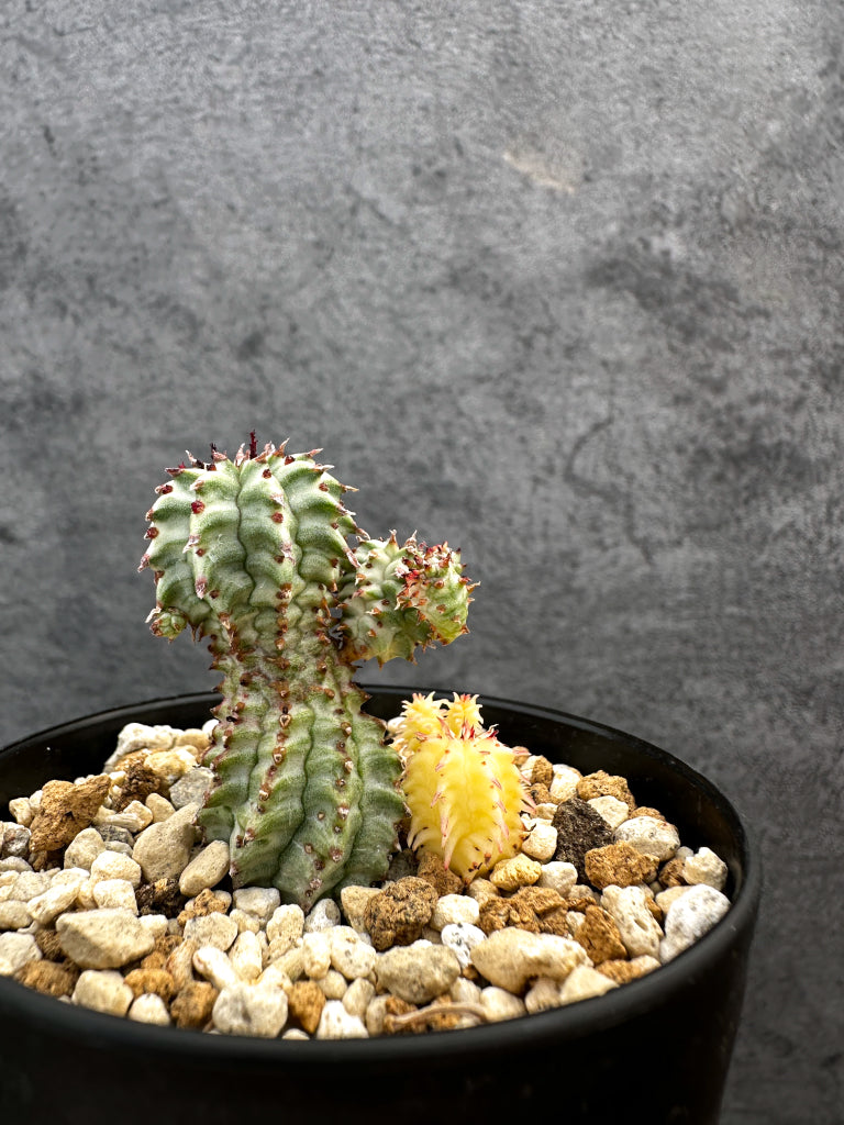 ユーフォルビア・ペルドルシアナ錦【A61】 Euphorbia perdorsiana f