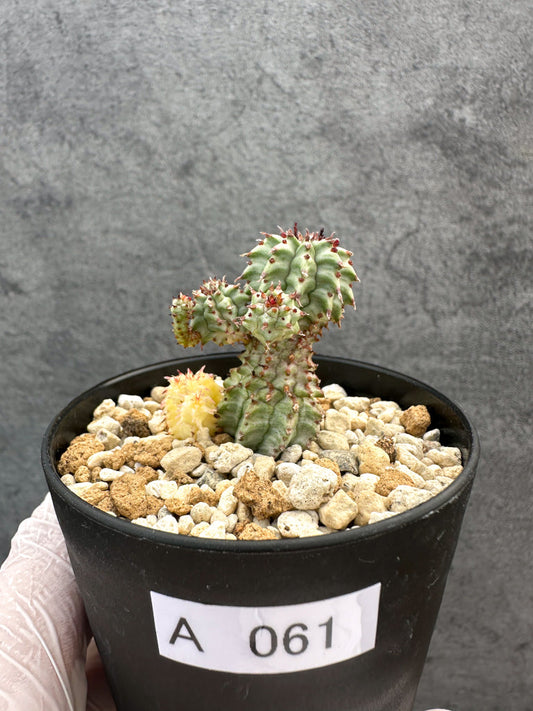 【現品限り】ユーフォルビア・ペルドルシアナ錦【A61】 Euphorbia perdorsiana f variegata