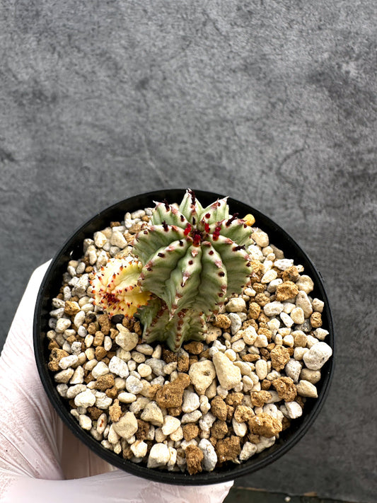 【現品限り】ユーフォルビア・ペルドルシアナ錦【A62】 Euphorbia perdorsiana f variegata