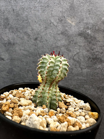 【現品限り】ユーフォルビア・ペルドルシアナ錦【A62】 Euphorbia perdorsiana f variegata