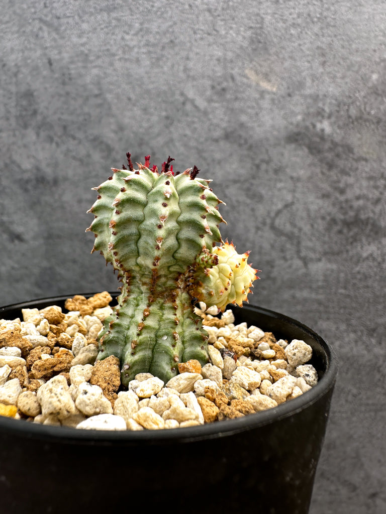 【現品限り】ユーフォルビア・ペルドルシアナ錦【A62】 Euphorbia perdorsiana f variegata