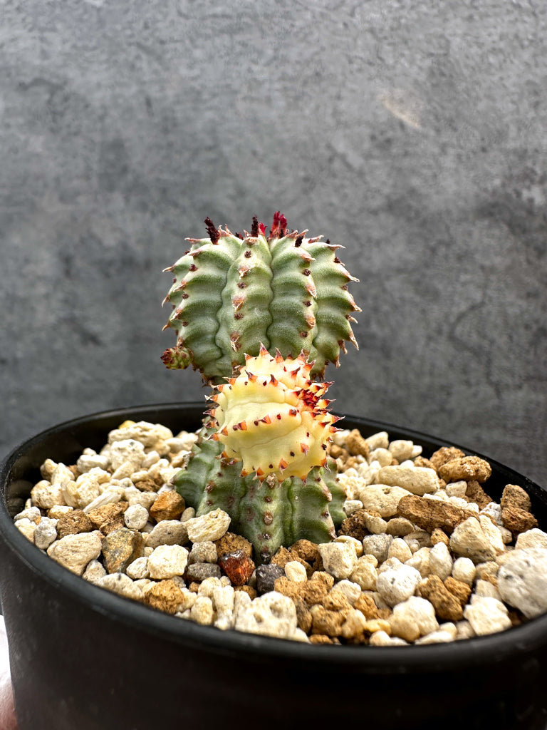 【現品限り】ユーフォルビア・ペルドルシアナ錦【A62】 Euphorbia perdorsiana f variegata