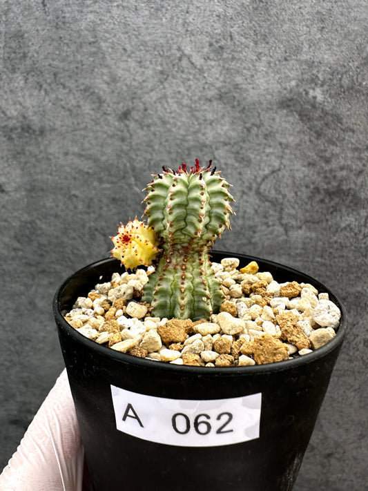 【現品限り】ユーフォルビア・ペルドルシアナ錦【A62】 Euphorbia perdorsiana f variegata