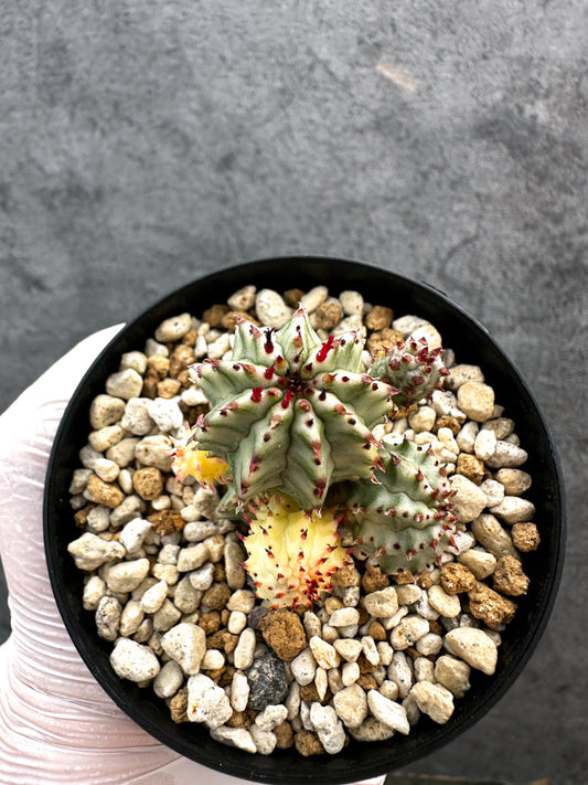 【現品限り】ユーフォルビア・ペルドルシアナ錦【A63】 Euphorbia perdorsiana f variegata