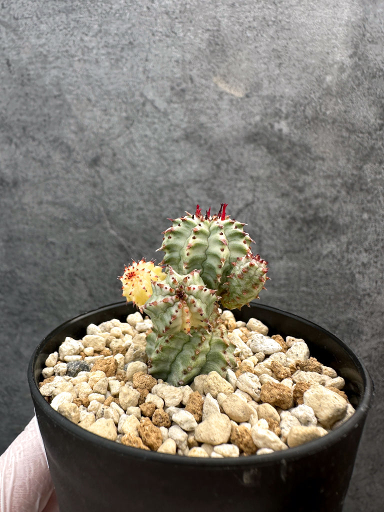 ユーフォルビア・ペルドルシアナ錦【A63】 Euphorbia perdorsiana f
