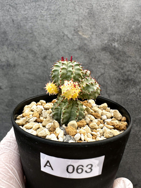 【現品限り】ユーフォルビア・ペルドルシアナ錦【A63】 Euphorbia perdorsiana f variegata