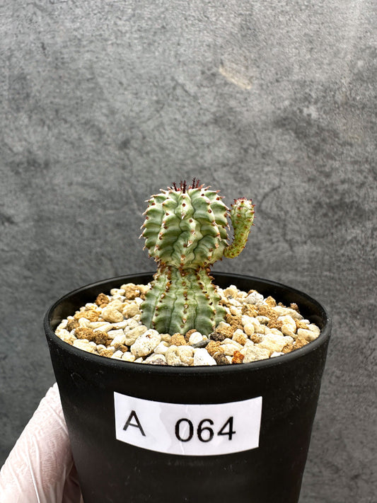 【現品限り】ユーフォルビア・ペルドルシアナ錦【A64】 Euphorbia perdorsiana f variegata