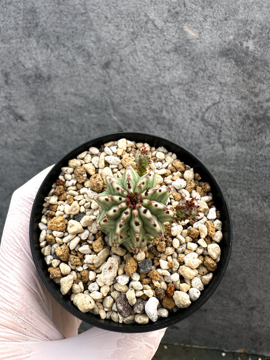 【現品限り】ユーフォルビア・ペルドルシアナ錦【A64】 Euphorbia perdorsiana f variegata