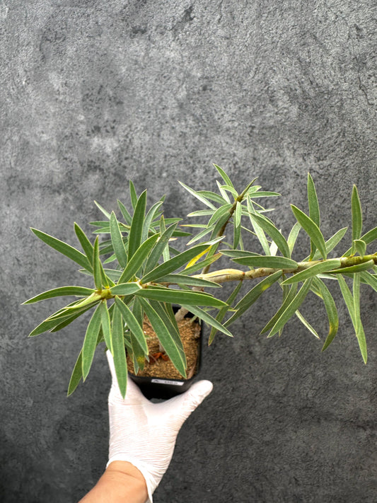 【現品限り】ユーフォルビア・バルサミフェラ【A65】 Euphorbia balsamifera