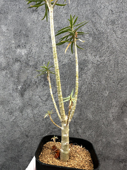 【現品限り】ユーフォルビア・バルサミフェラ【A65】 Euphorbia balsamifera