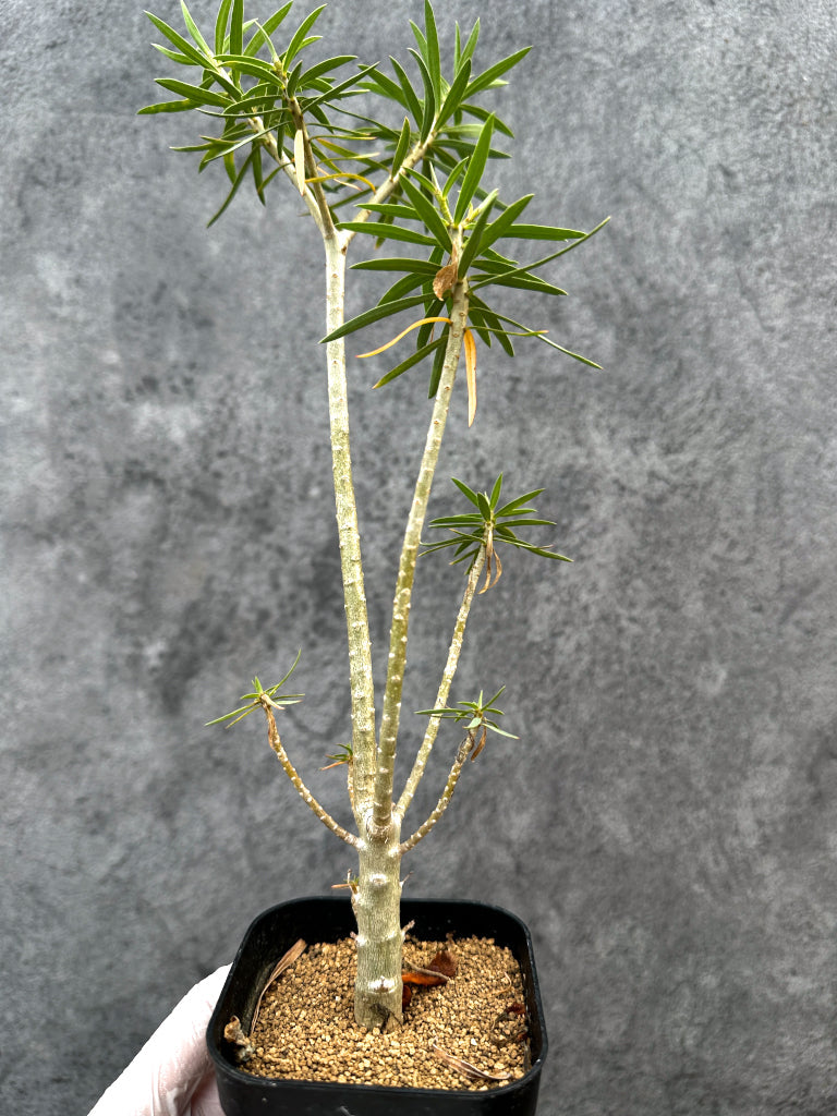 【現品限り】ユーフォルビア・バルサミフェラ【A65】 Euphorbia balsamifera