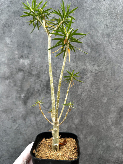 【現品限り】ユーフォルビア・バルサミフェラ【A65】 Euphorbia balsamifera