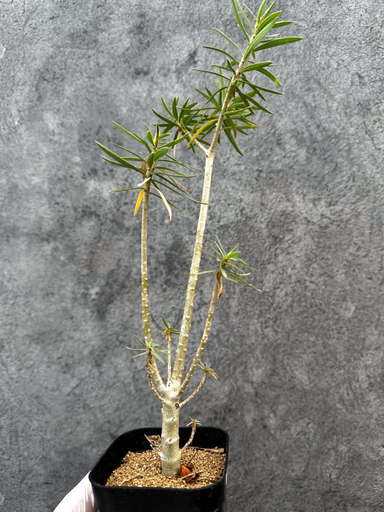 【現品限り】ユーフォルビア・バルサミフェラ【A65】 Euphorbia balsamifera