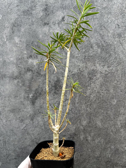 【現品限り】ユーフォルビア・バルサミフェラ【A65】 Euphorbia balsamifera
