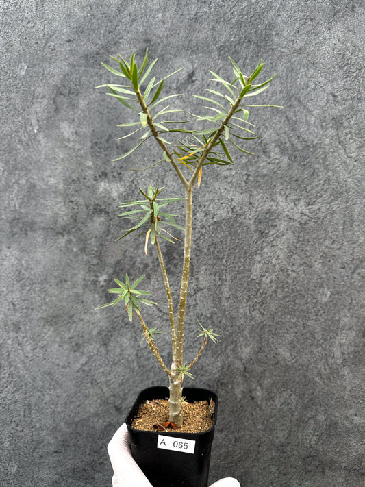 【現品限り】ユーフォルビア・バルサミフェラ【A65】 Euphorbia balsamifera