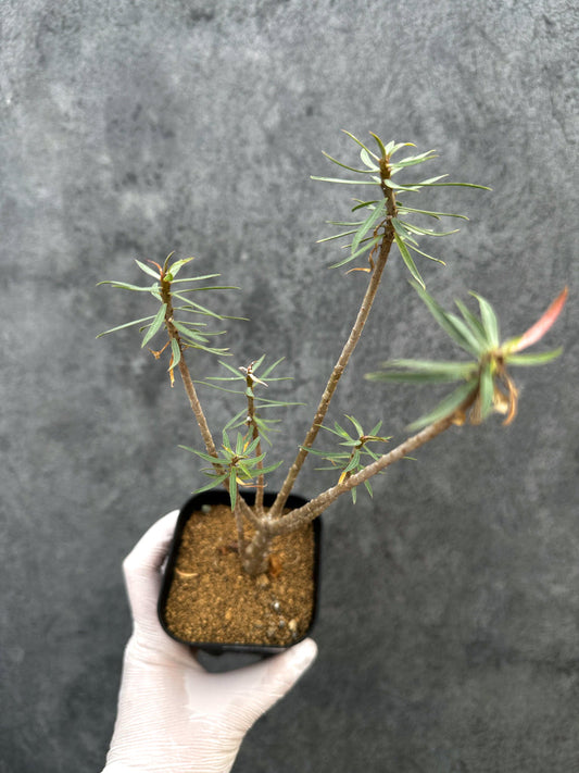 【現品限り】ユーフォルビア・バルサミフェラ【A66】 Euphorbia balsamifera
