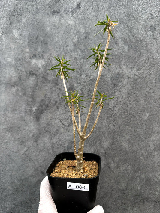 【現品限り】ユーフォルビア・バルサミフェラ【A66】 Euphorbia balsamifera