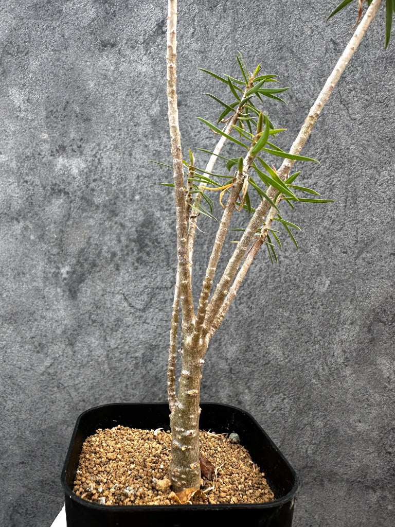 【現品限り】ユーフォルビア・バルサミフェラ【A66】 Euphorbia balsamifera