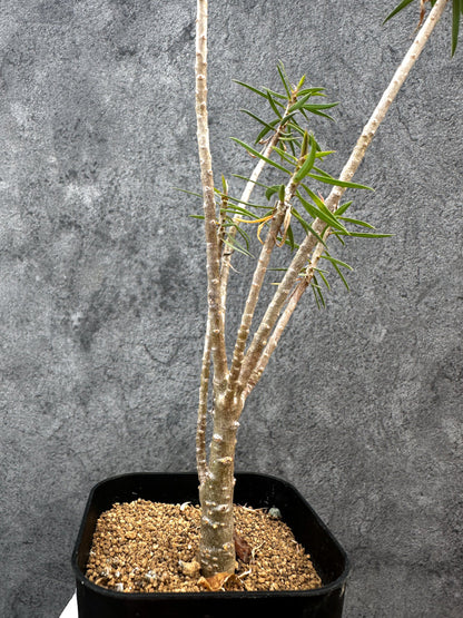 【現品限り】ユーフォルビア・バルサミフェラ【A66】 Euphorbia balsamifera