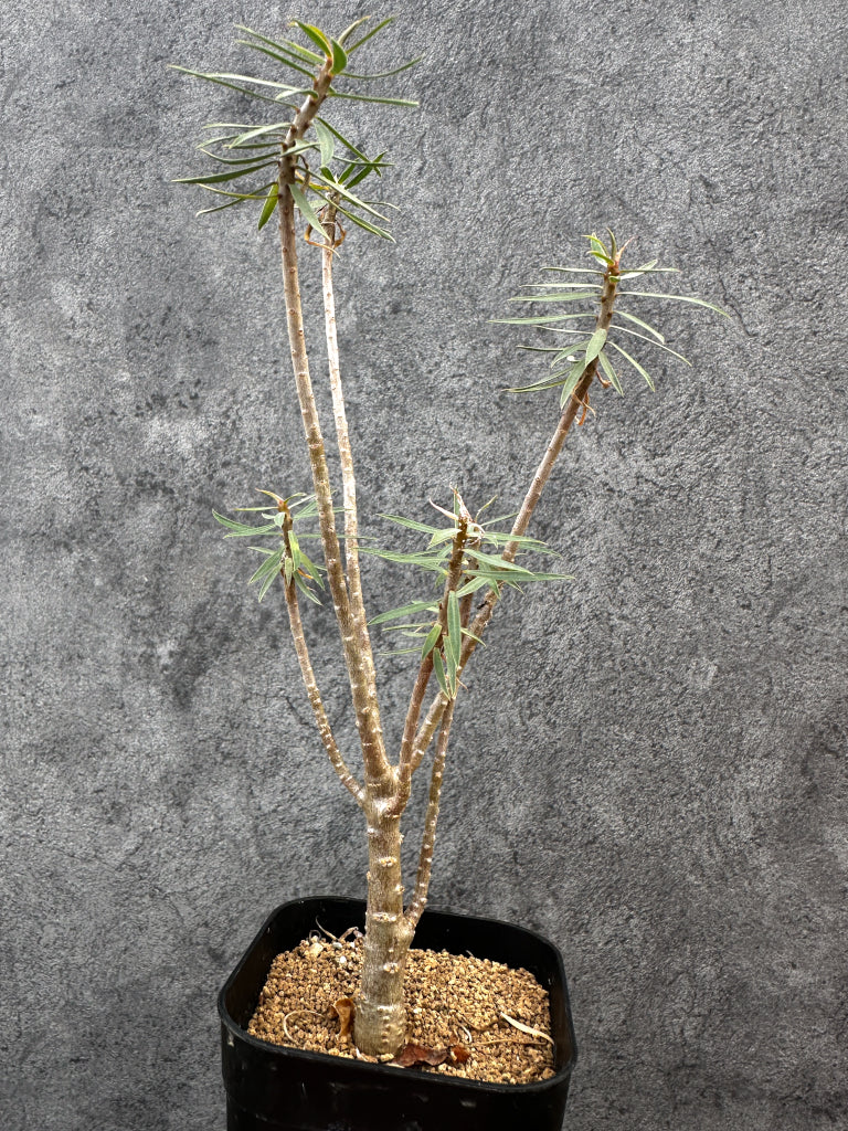 【現品限り】ユーフォルビア・バルサミフェラ【A66】 Euphorbia balsamifera