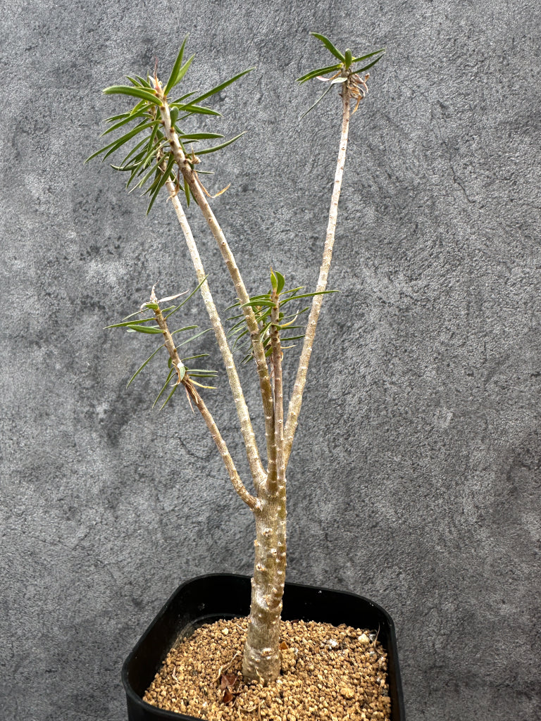 【現品限り】ユーフォルビア・バルサミフェラ【A66】 Euphorbia balsamifera