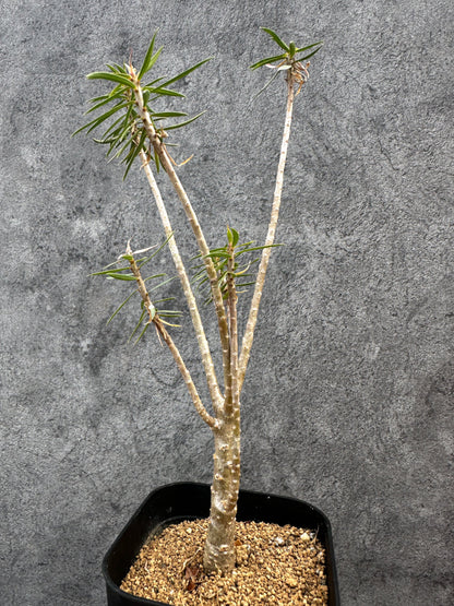 【現品限り】ユーフォルビア・バルサミフェラ【A66】 Euphorbia balsamifera