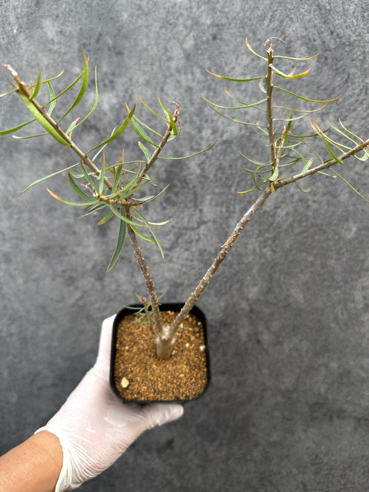 【現品限り】ユーフォルビア・バルサミフェラ【A67】 Euphorbia balsamifera