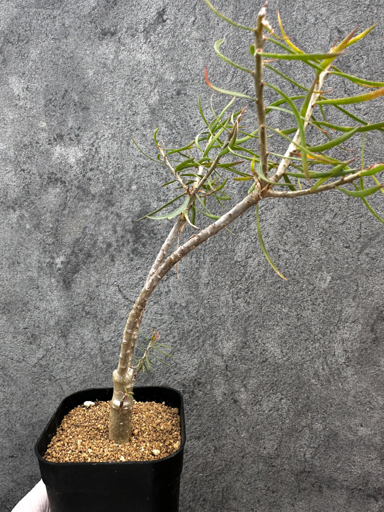 【現品限り】ユーフォルビア・バルサミフェラ【A67】 Euphorbia balsamifera