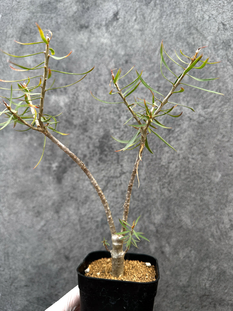 【現品限り】ユーフォルビア・バルサミフェラ【A67】 Euphorbia balsamifera