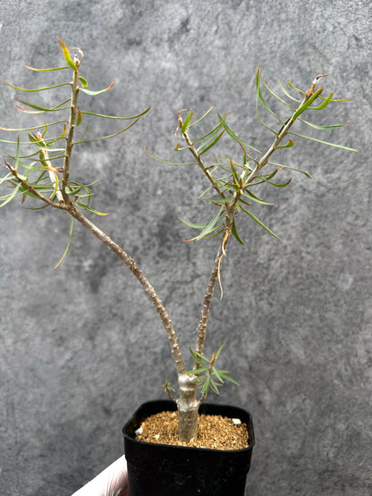 【現品限り】ユーフォルビア・バルサミフェラ【A67】 Euphorbia balsamifera