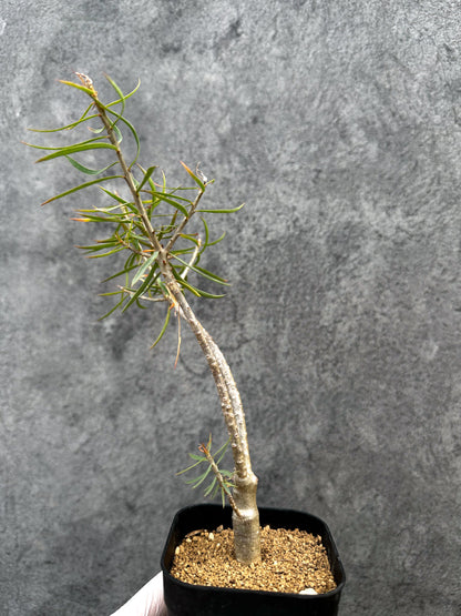 【現品限り】ユーフォルビア・バルサミフェラ【A67】 Euphorbia balsamifera