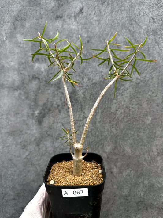 【現品限り】ユーフォルビア・バルサミフェラ【A67】 Euphorbia balsamifera