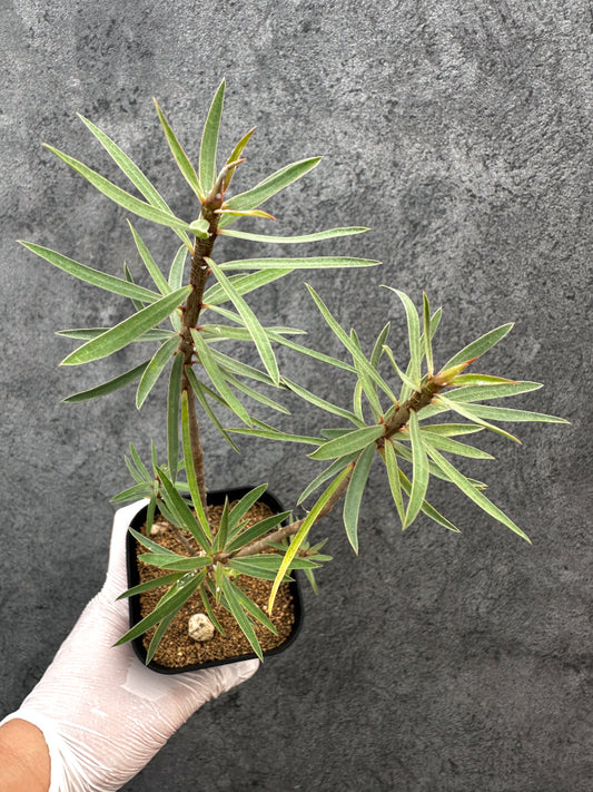 【現品限り】ユーフォルビア・バルサミフェラ【A68】 Euphorbia balsamifera