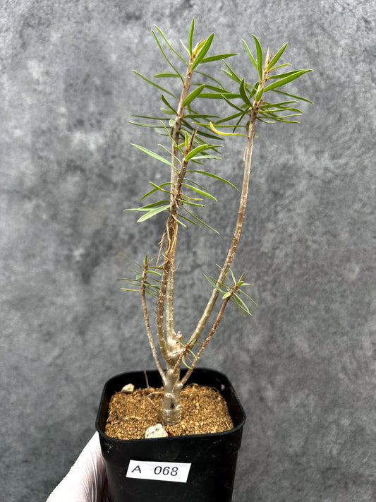 【現品限り】ユーフォルビア・バルサミフェラ【A68】 Euphorbia balsamifera