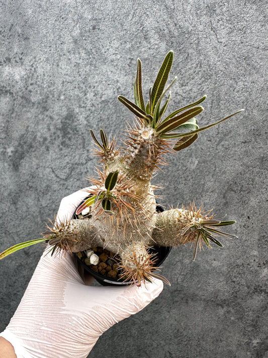 【現品限り】パキポディウム・グラキリス 実生約6年【A69】 Pachypodium gracilius