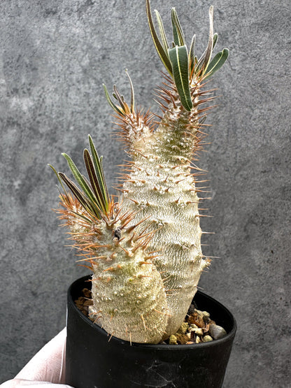 【現品限り】パキポディウム・グラキリス 実生約6年【A69】 Pachypodium gracilius