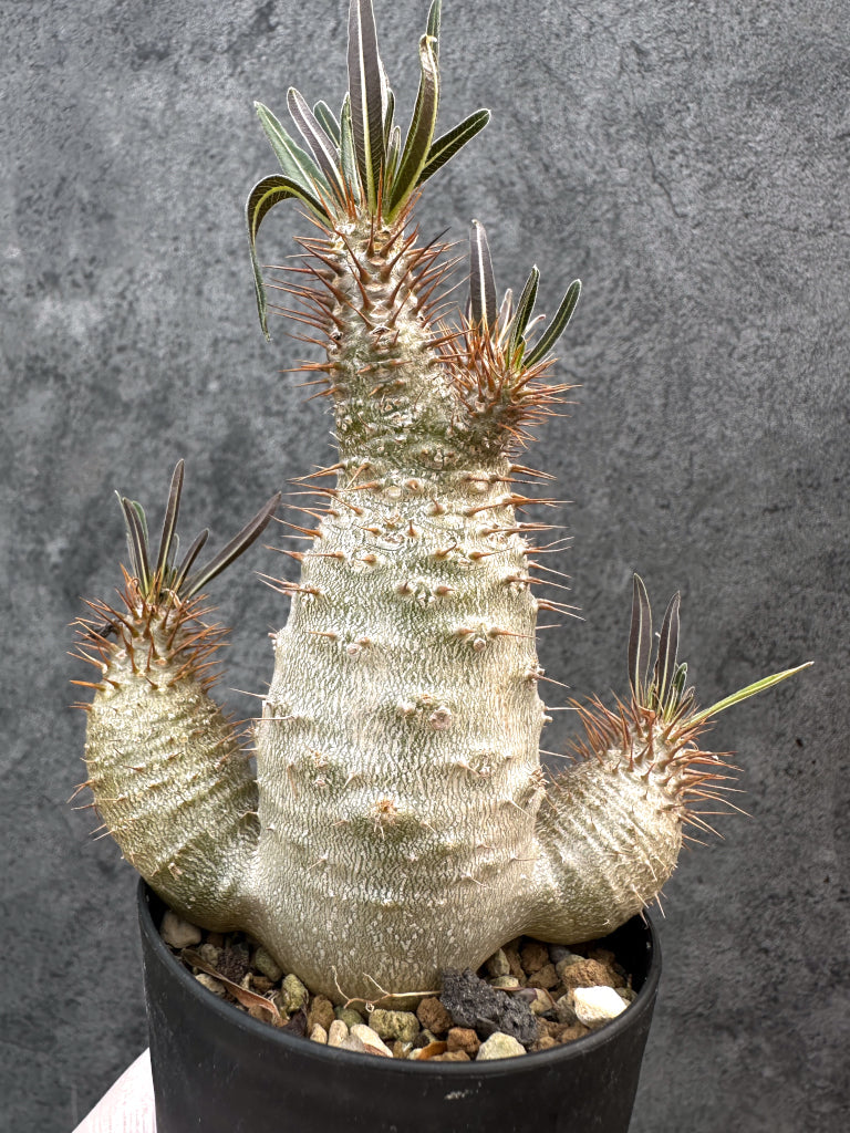【現品限り】パキポディウム・グラキリス 実生約6年【A69】 Pachypodium gracilius
