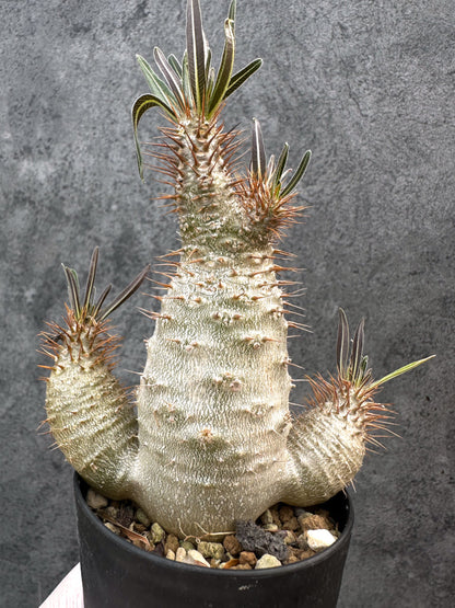 【現品限り】パキポディウム・グラキリス 実生約6年【A69】 Pachypodium gracilius