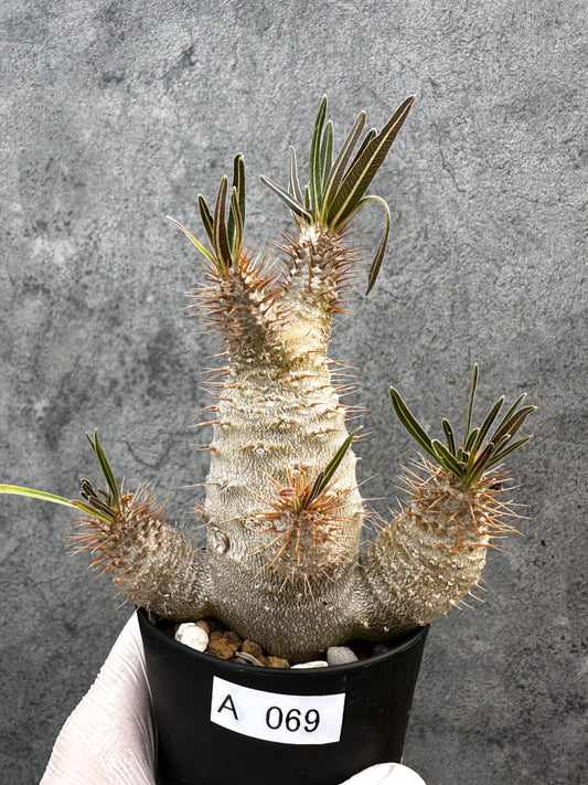 【現品限り】パキポディウム・グラキリス 実生約6年【A69】 Pachypodium gracilius