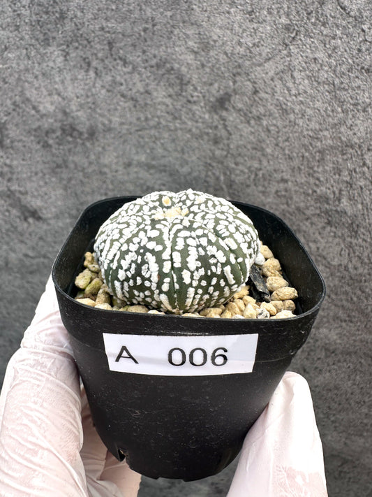 【現品限り】アストロフィツム・スーパー兜 実生【A6】 Astrophytum Super Kabuto