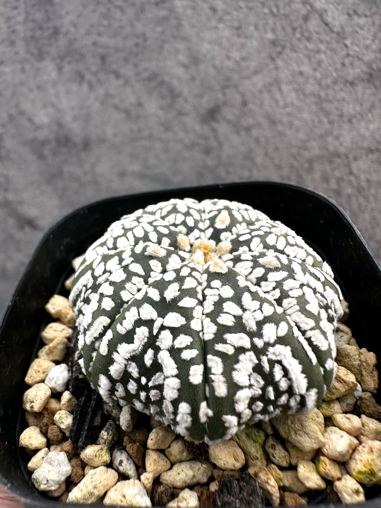 アストロフィツム・スーパー兜 実生【A6】 Astrophytum Super Kabuto